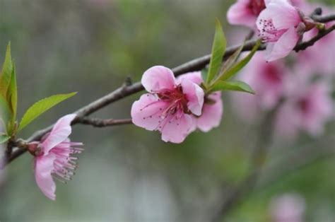 桃花枝怎麼養|水培桃花枝怎麼養 